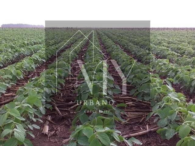 #LIA 3864 - Chácara para Venda em Nova Mutum - MT