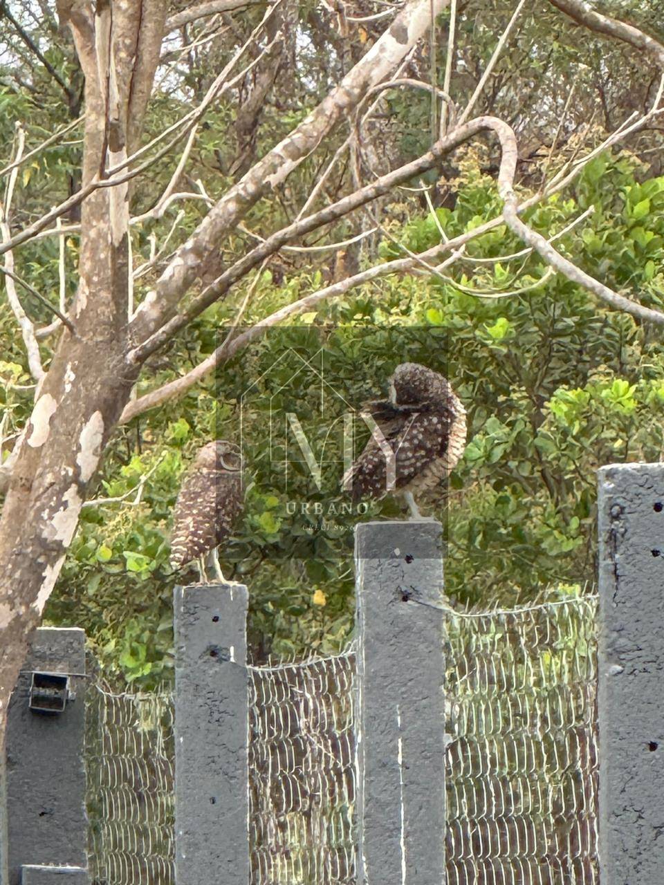 Chácara, 1 quarto, 750 m² - Foto 5