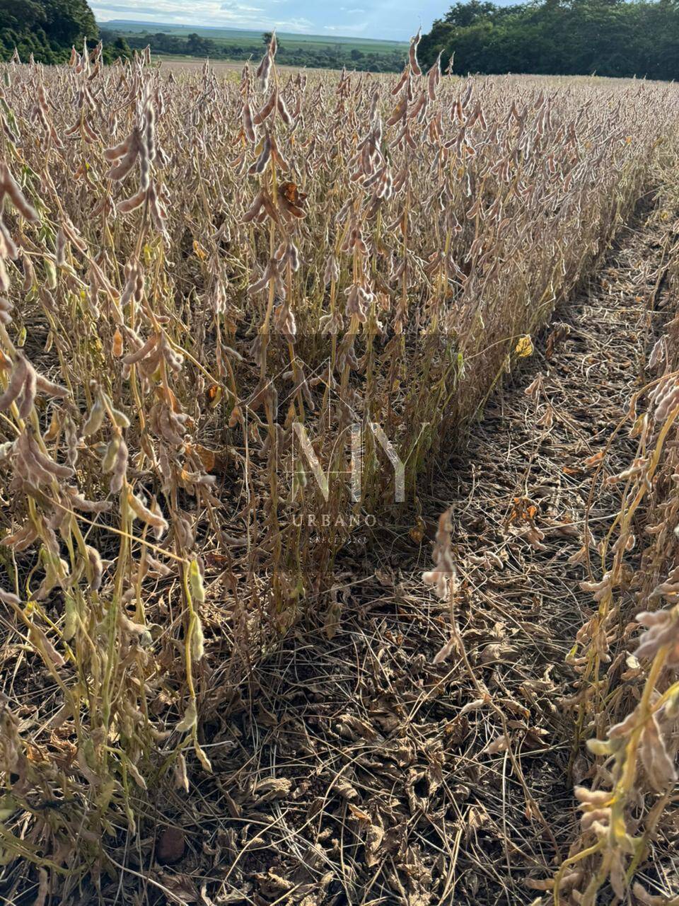 Terreno - Foto 21